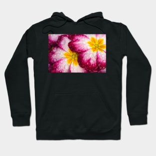 Close-up of Primula flowers covered in droplets Hoodie